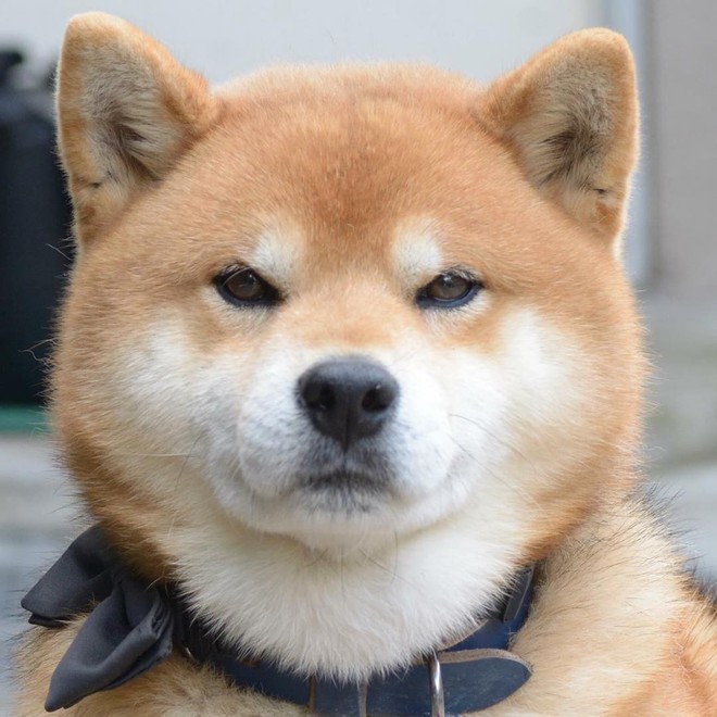 Chú chó Shiba Inu đẹp trai, vui tính được mệnh danh thánh biểu cảm của Nhật Bản - Ảnh 2.