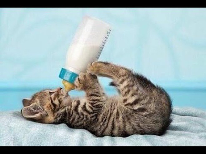 Liệu bạn có nên cho mèo uống sữa hay không? - Ảnh 1.