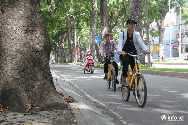 TP.HCM: Ngắm hàng cây cổ thụ gần 100 tuổi trước giờ đốn hạ và di dời - Ảnh 11.