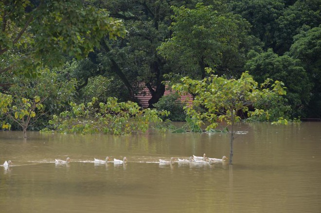 Chùm ảnh: Ninh Bình nhiều nơi nước ngập quá 2m, đường vào khu du lịch Bái Đính bị cô lập - Ảnh 11.