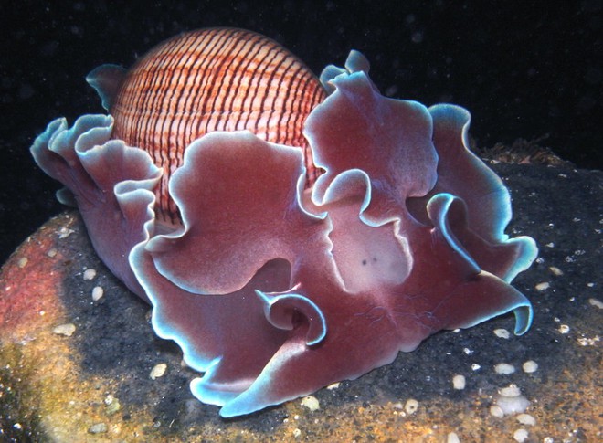 8 sinh vật biển đáng yêu hết cỡ chứng minh rằng đáy biển không chỉ có quái vật - Ảnh 11.