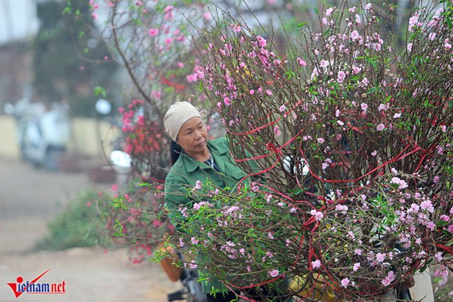 Đào Nhật Tân khoe sắc sớm, người trồng lo trắng tay - Ảnh 13.