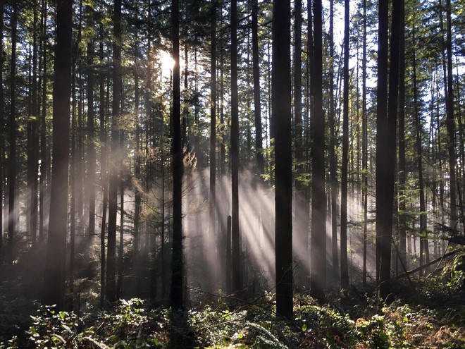 Ngắm 15 khu rừng sở hữu vẻ đẹp đầy ma mị như trong truyện cổ tích - Ảnh 12.