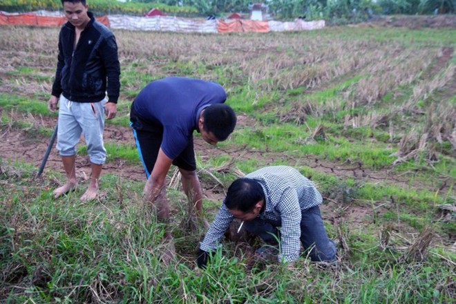 Hà Nội vào mùa thịt chuột: Người dân đổ xô đánh bẫy, kiếm tiền triệu mỗi ngày - Ảnh 12.