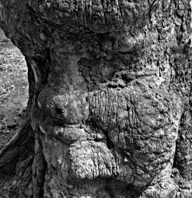 16 gương mặt ma quái tình cờ mọc trên những thân cây vô tri, vô giác - Ảnh 12.