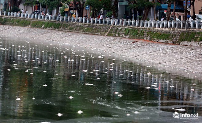Hà Nội: Sau đúng 1 năm, cá lại chết trắng mặt hồ Hoàng Cầu - Ảnh 13.