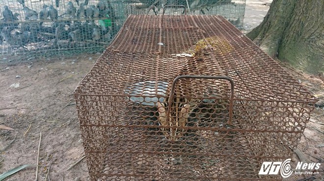 Mèo rừng giá 1 triệu đồng được bán công khai trên phố Sài Gòn - Ảnh 12.