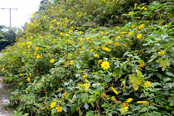 Cận cảnh loài hoa rừng có phí hái 100.000 đồng một bông - Ảnh 13.