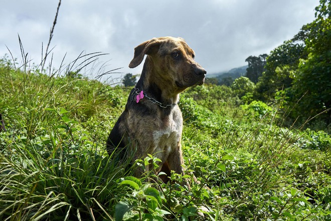Thiên đường của hơn 900 chú chó hoang: Địa điểm hội yêu chó nhất định sẽ thích mê khi ghé thăm - Ảnh 14.