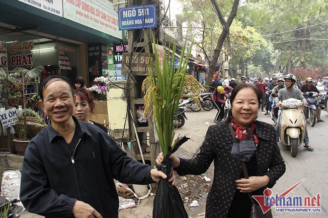 Dân phố trồng ngô, lúa giữa nhà làm cây cảnh chơi Tết - Ảnh 15.