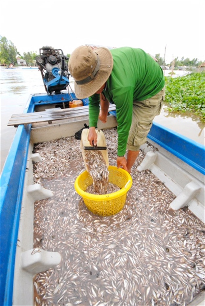 Những hình ảnh săn cá linh mùa lũ đẹp miền Tây, kiếm tiền triệu/ngày - Ảnh 15.