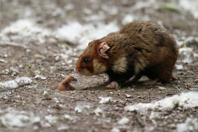Cuộc sống hưởng thụ của 15 chú chuột hamster sống ở ngoài thế giới tự nhiên - Ảnh 15.
