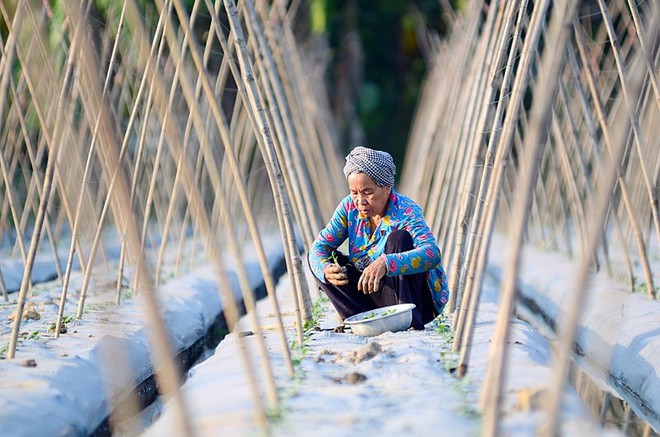 Thầy giáo dạy toán với bức ảnh ‘đàn vịt tạo hình chữ S’ - Ảnh 15.