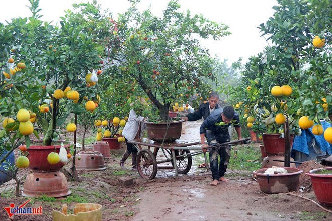 Kỳ lạ cây 9 loại quả cùng chín rộ vào Tết - Ảnh 19.