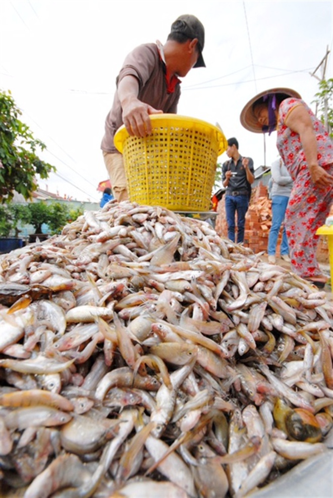 Những hình ảnh săn cá linh mùa lũ đẹp miền Tây, kiếm tiền triệu/ngày - Ảnh 16.