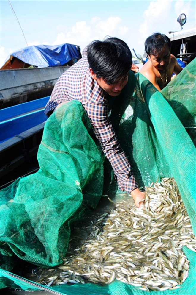 Những hình ảnh săn cá linh mùa lũ đẹp miền Tây, kiếm tiền triệu/ngày - Ảnh 17.