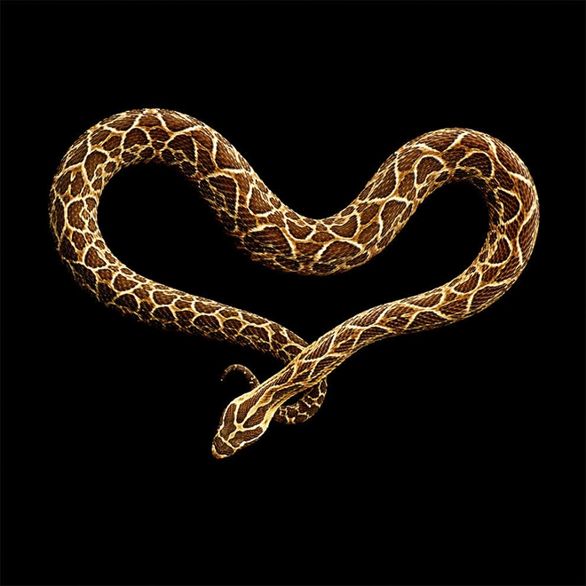 Bị cắn bởi loài rắn độc nhất thế giới nhưng nhiếp ảnh gia này vẫn cố gắng hoàn thành bộ ảnh tuyệt đẹp - Ảnh 17.