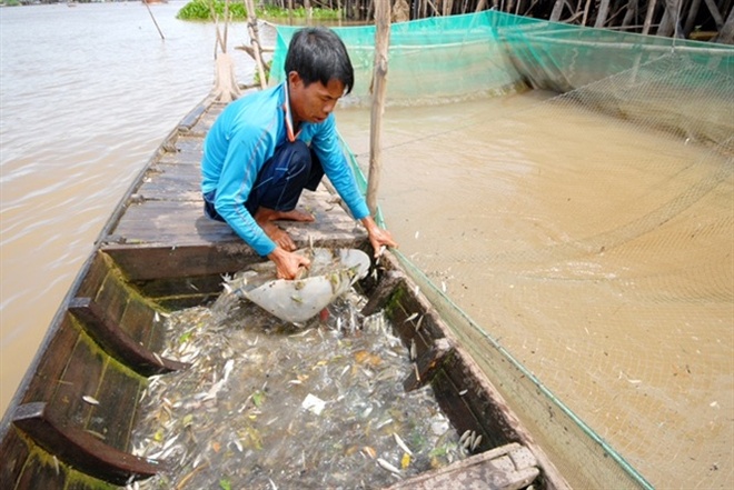 Những hình ảnh săn cá linh mùa lũ đẹp miền Tây, kiếm tiền triệu/ngày - Ảnh 18.