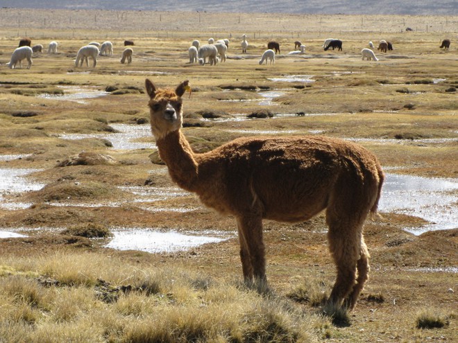 Những cảnh đẹp tựa bồng lai tiên cảnh có thật ở Peru - Ảnh 18.