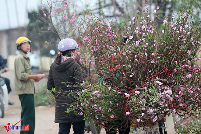 Đào Nhật Tân khoe sắc sớm, người trồng lo trắng tay - Ảnh 3.