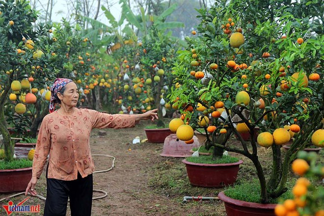 Kỳ lạ cây 9 loại quả cùng chín rộ vào Tết - Ảnh 3.