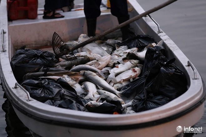 Hà Nội: Sau đúng 1 năm, cá lại chết trắng mặt hồ Hoàng Cầu - Ảnh 3.