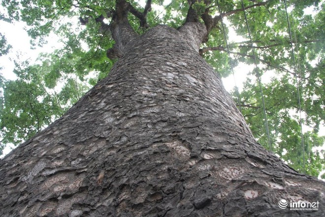 TP.HCM: Ngắm hàng cây cổ thụ gần 100 tuổi trước giờ đốn hạ và di dời - Ảnh 3.