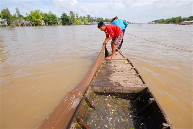 Những hình ảnh săn cá linh mùa lũ đẹp miền Tây, kiếm tiền triệu/ngày - Ảnh 3.