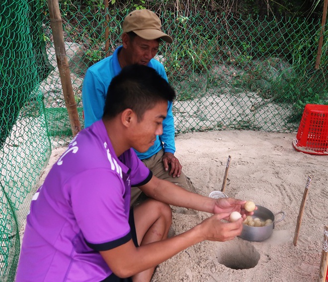 Phát hiện ổ trứng rùa biển 32 quả dưới đáy Cù Lao Chàm - Ảnh 2.