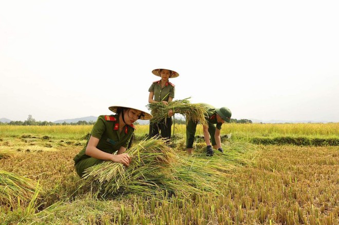 Nữ chiến sĩ công an gặt lúa giúp dân chạy ‘siêu bão’ - Ảnh 2.