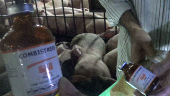 Gần 5.000 con lợn bị tiêm thuốc an thần ngủ li bì trước khi giết mổ - Ảnh 1.