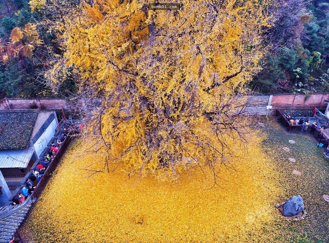 Thảm lá vàng đẹp đến nao lòng dưới gốc cây ngân hạnh nghìn năm tuổi thu hút tới 70.000 du khách/ngày - Ảnh 3.