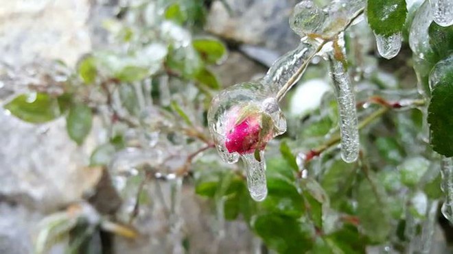 Thị trấn Sa Pa chìm trong giá lạnh, hoa đóng băng - Ảnh 3.