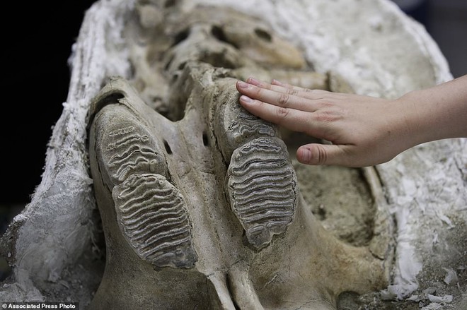 Đào đường hầm, công nhân ngỡ ngàng khi tìm thấy hóa thạch động vật 10,000 năm từ kỷ Băng Hà - Ảnh 3.