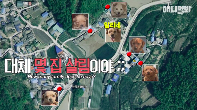 Chú chó Hàn Quốc nổi tiếng khắp châu Á vì có 5 thê 7 thiếp, con rơi ở khắp nơi - Ảnh 3.