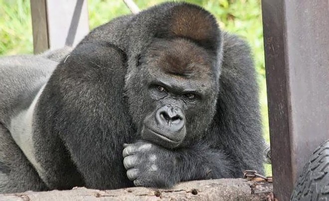 Cùng gặp Shabani - chú khỉ đột đẹp trai nhất Nhật Bản gây thương nhớ cho biết bao khách tham quan sở thú - Ảnh 3.