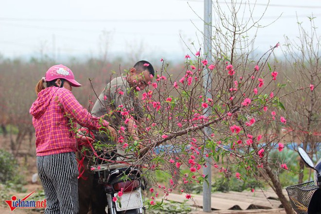 Đào Nhật Tân khoe sắc sớm, người trồng lo trắng tay - Ảnh 4.