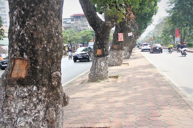 Hà Nội: Loạt cây xà cừ bị đục khoét trên đường Láng - Ảnh 2.