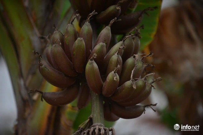 Chiêm ngưỡng cây chuối ra quả màu tím “độc nhất vô nhị” ở Hà Nội - Ảnh 4.