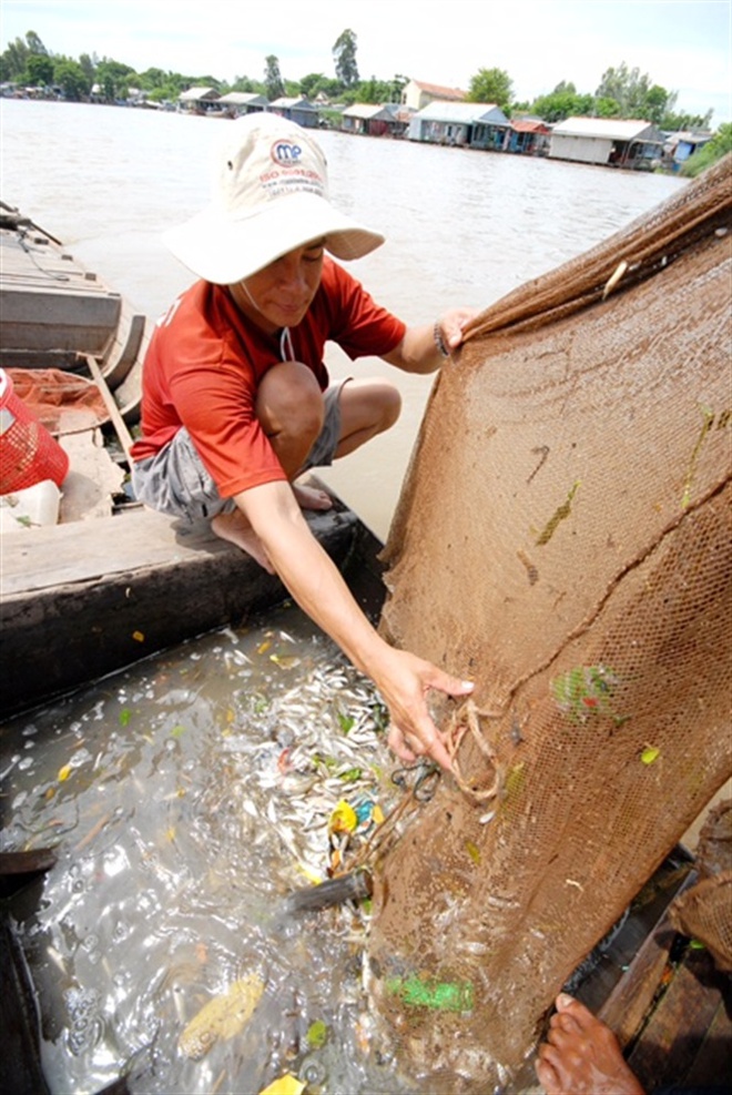 Những hình ảnh săn cá linh mùa lũ đẹp miền Tây, kiếm tiền triệu/ngày - Ảnh 4.