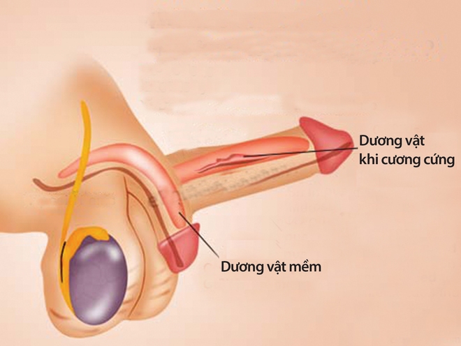 Nhận diện rối loạn hoạt động tình dục ở nam giới - Ảnh 2.