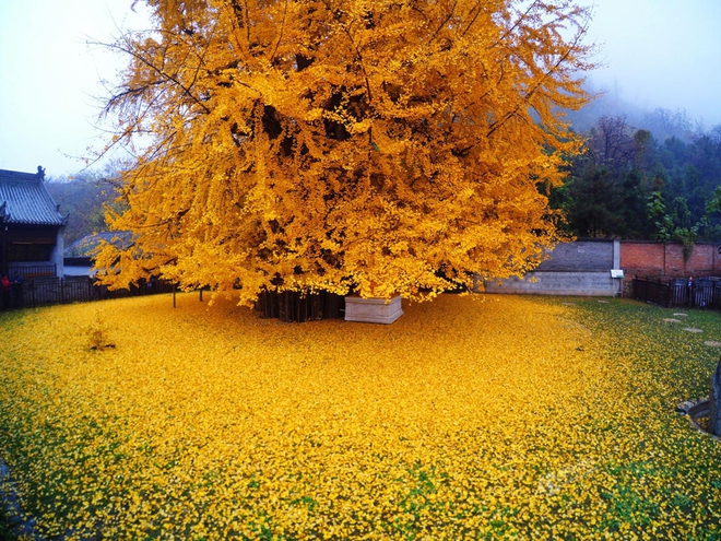Thảm lá vàng đẹp đến nao lòng dưới gốc cây ngân hạnh nghìn năm tuổi thu hút tới 70.000 du khách/ngày - Ảnh 4.