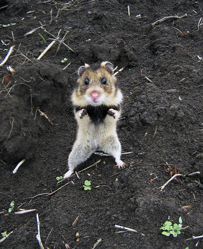 Cuộc sống hưởng thụ của 15 chú chuột hamster sống ở ngoài thế giới tự nhiên - Ảnh 4.