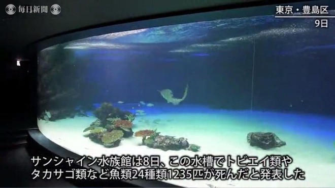 Chỉ vì hành động sai lầm của nhân viên thủy cung, hơn 1000 chú cá quý hiếm tại Nhật Bản chết cứng trong bể - Ảnh 4.