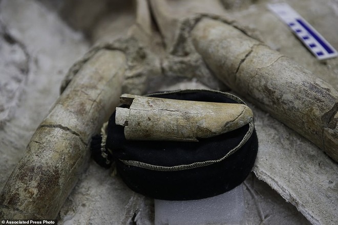 Đào đường hầm, công nhân ngỡ ngàng khi tìm thấy hóa thạch động vật 10,000 năm từ kỷ Băng Hà - Ảnh 4.