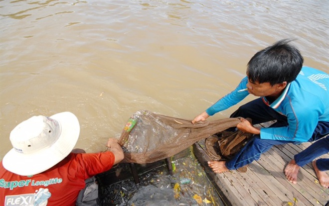 Những hình ảnh săn cá linh mùa lũ đẹp miền Tây, kiếm tiền triệu/ngày - Ảnh 5.