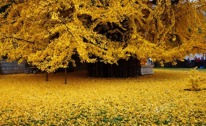 Thảm lá vàng đẹp đến nao lòng dưới gốc cây ngân hạnh nghìn năm tuổi thu hút tới 70.000 du khách/ngày - Ảnh 5.