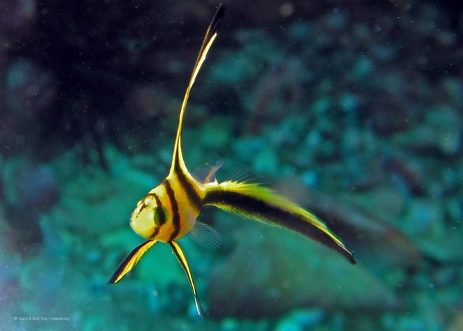 8 sinh vật biển đáng yêu hết cỡ chứng minh rằng đáy biển không chỉ có quái vật - Ảnh 5.