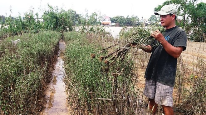 Nhiều làng hoa Tết nổi tiếng ở xứ Huế tan hoang sau lũ - Ảnh 4.