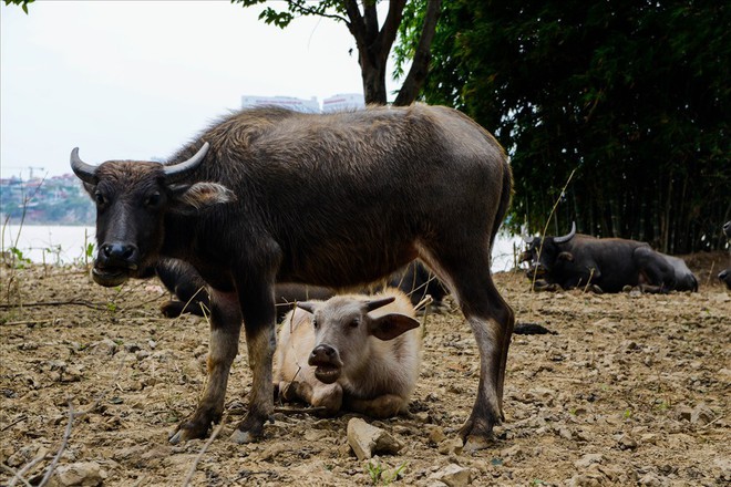 Đi tìm bí mật của đàn trâu khổng lồ chăn thả ngay giữa lòng Hà Nội - Ảnh 5.